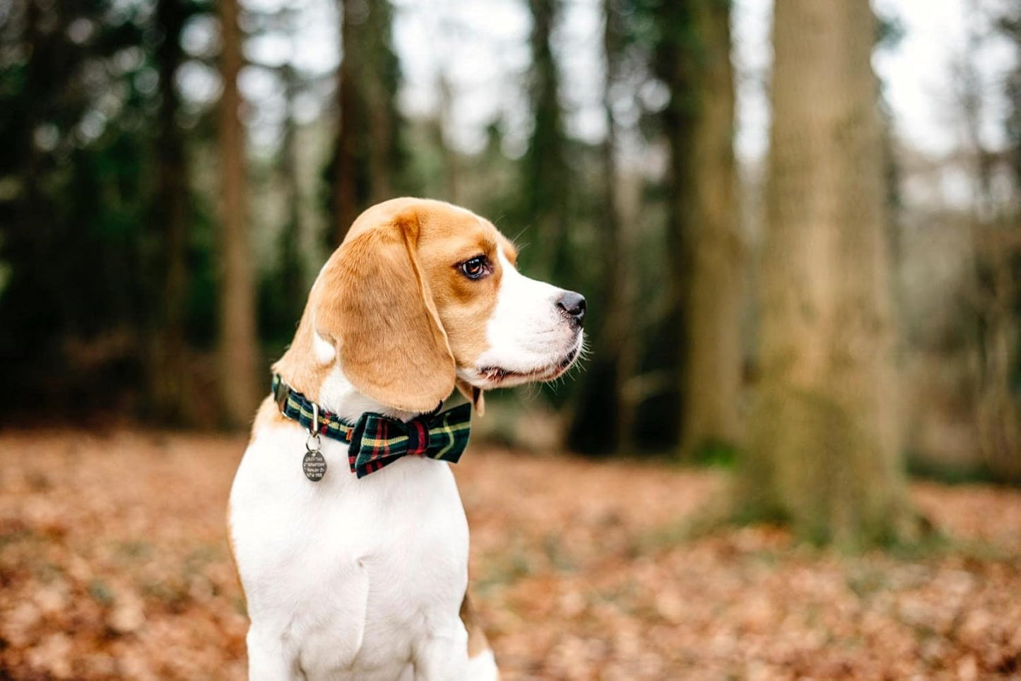 Lionet Paws Christmas Dog Collar with Bowtie Durable Adjustable Handmade Comfortable Bow Tie Dog Collar Cat Collar Green with Metal Buckle for XXS Cats,Girl Boy,Festival,Holiday Style,Neck 7-11in