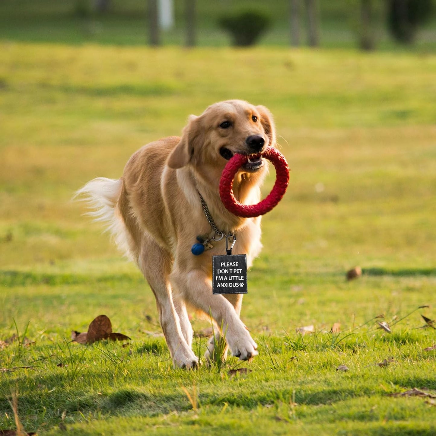Funny Dog Leash Sleeve Please Don't Pet I'm a Little Anxious Pet Leash Wrap Wrap Alert Hanging ID Patch Tag (Little Anxious-Tag)