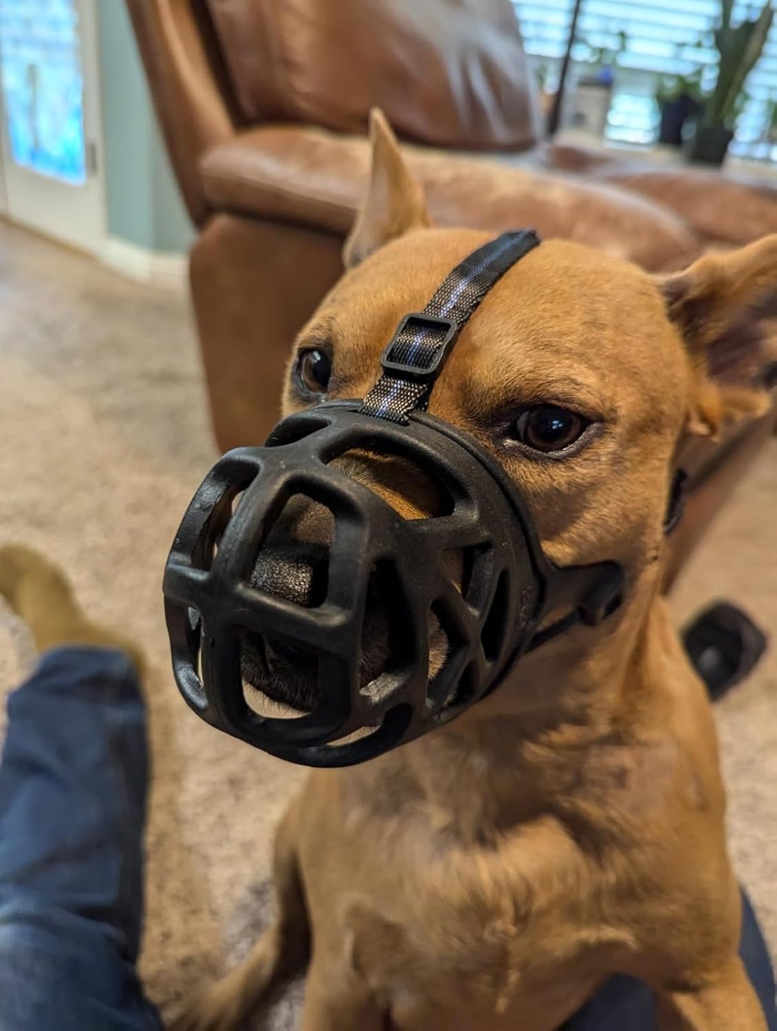 Mayerzon Dog Muzzle, Breathable Basket Muzzles for Small, Medium, Large and X-Large Aggressive Dogs Beagle German Shepherd Doberman, Cage Mouth Guard Stop Biting Chewing for Grooming Training