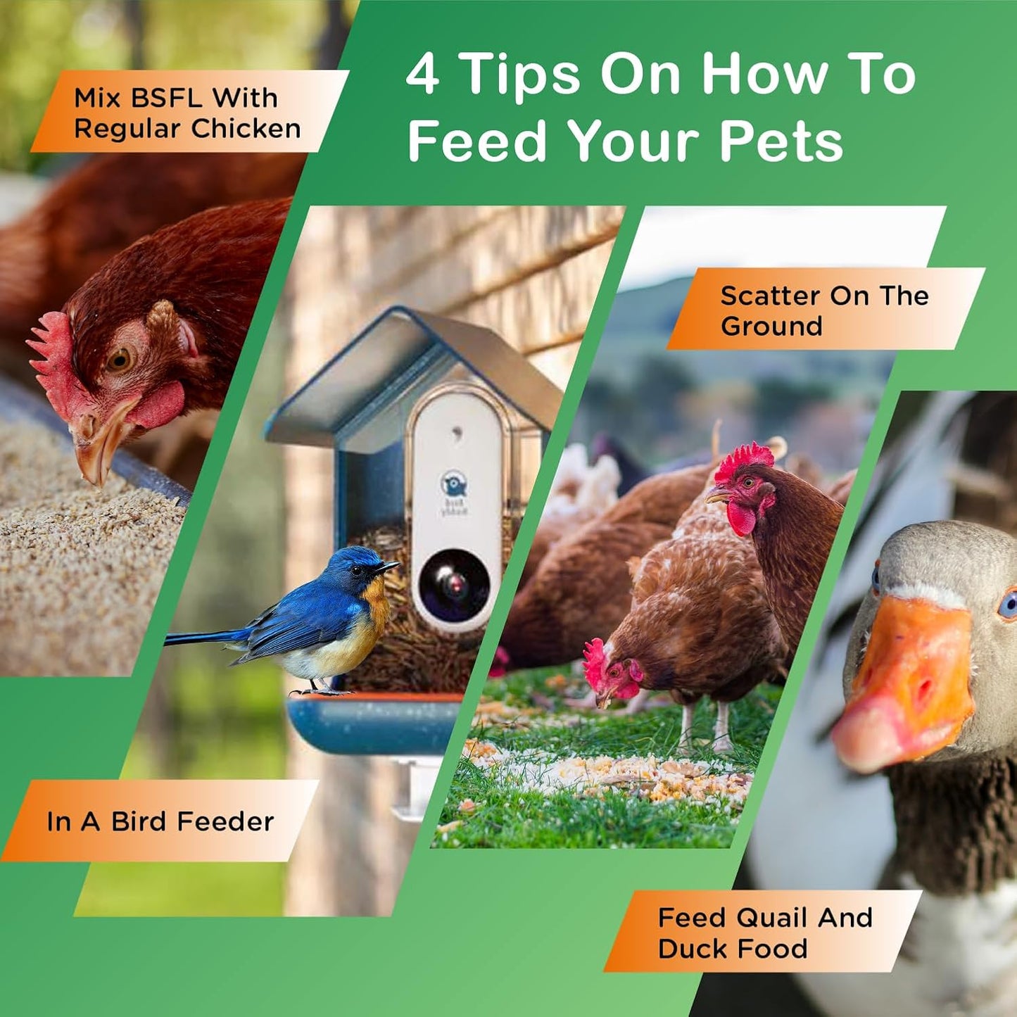 Ecoproento Dried Black Soldier Fly Larvae 10LB - High Calcium Chicken Feed - 85X More Calcium, High Protein Non-GMO Mealworms for Wild Birds, Ducks, Turkeys, Quails, Turtles, Chickens Treats