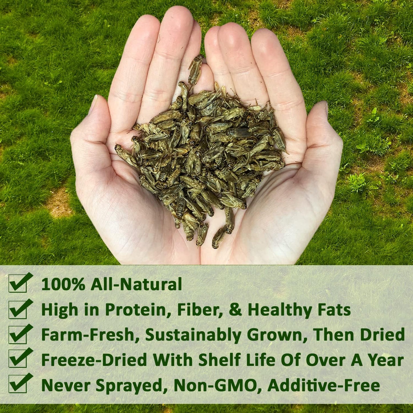 1 Pound Dried Crickets - High Protein Insect Treat - Chickens, Wild Birds, Hedgehogs, Bluebirds, Reptiles, Sugar Gliders, Opossums, Skunks, Lizards, Bearded Dragons, Fish, Turtles 8 oz. (2 Pack)