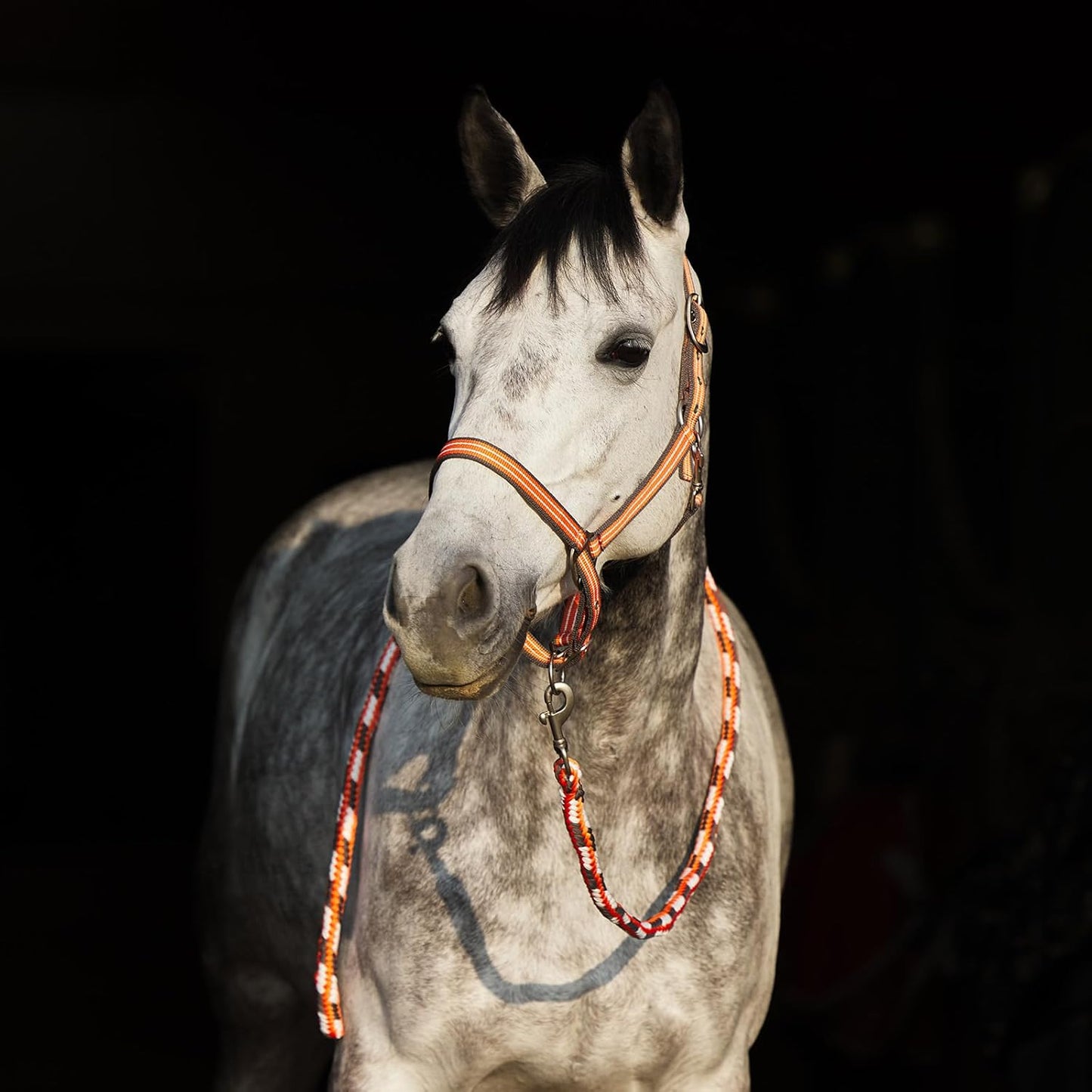 HORZE Adepto Adjustable Horse Halter | Soft, Durable Polyester - Coral Gold - Pony