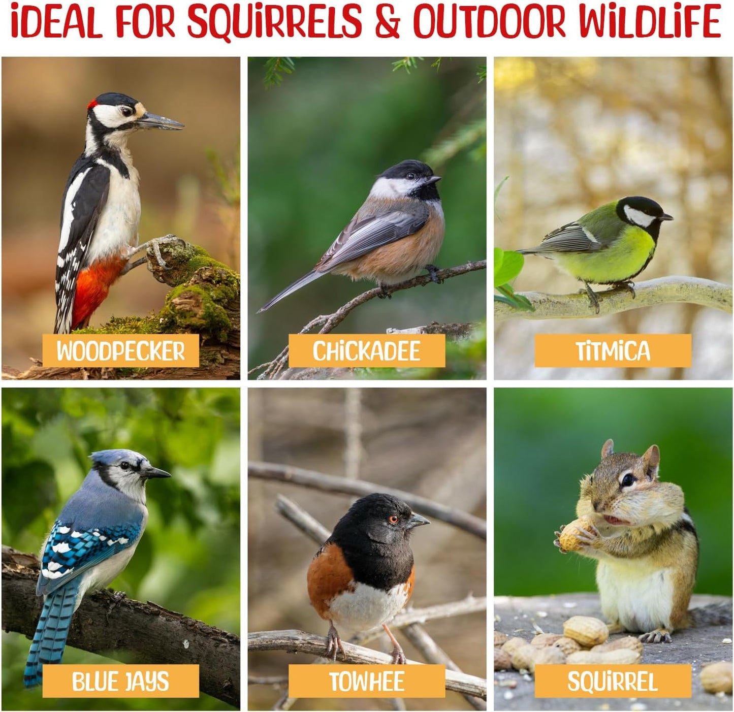 Premium Quality Raw Out of Shell Peanuts - 8 Pound - Shelled Peanuts for Birds – Wildlife Quality - Food for Squirrels, Deer, Birds, and Other Wildlife Animals – Grown in The USA