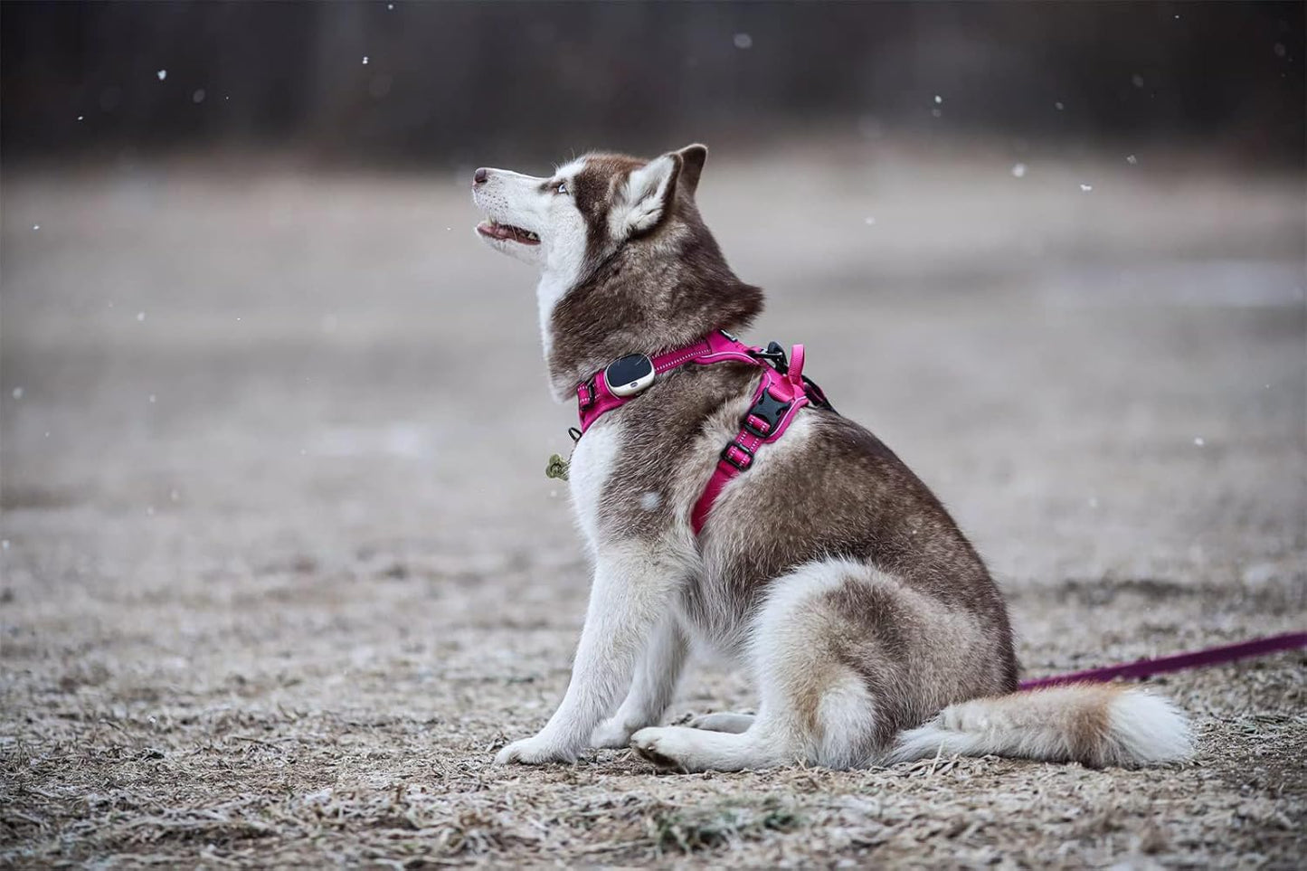 TRUE LOVE Truelove Adjustable No-Pull Dog Harness Reflective Pup Vest Harnesses Comfortable Control Brilliant Colors TLH5651(Fushcia,S)