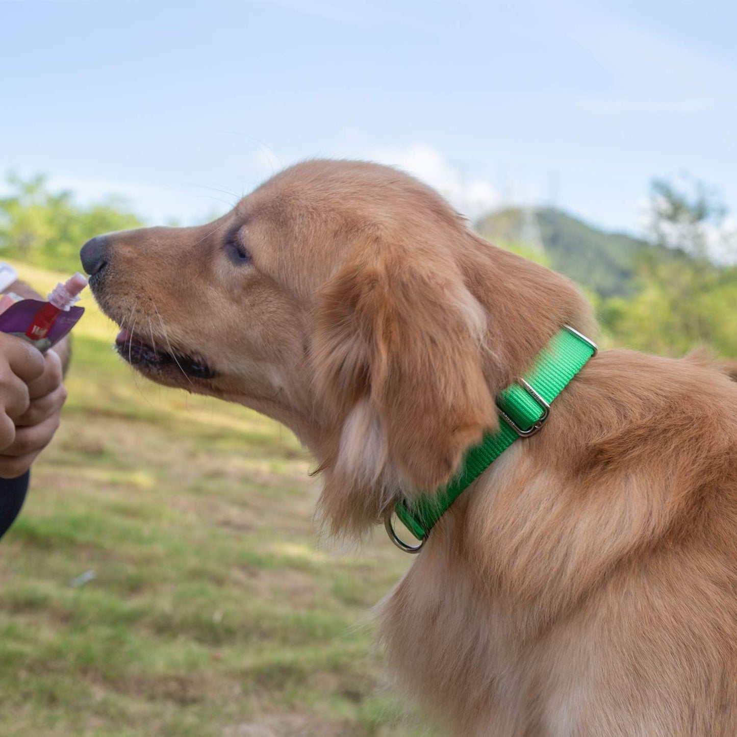 Hyhug Pets Classic Regular Dog Collar with Easy to Put On and Off Buckle. (Large, Lime Green)