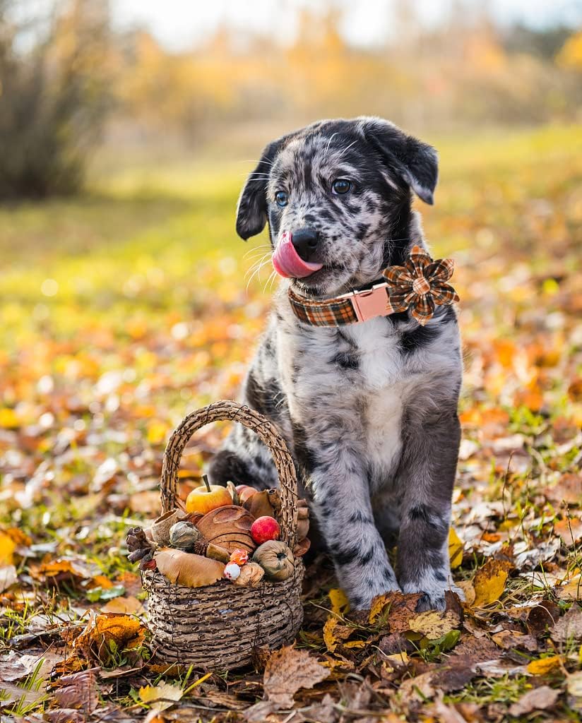 Lionet Paws Dog Collar with Flower - Cute Cotton Adjustable Flower Dog Cat Collar with Metal Buckle for Puppy Girl Gift, XS, Neck 8-12in