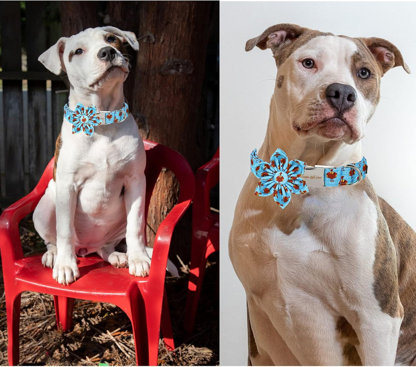 Unique style paws Thanksgiving Dog Collar with Flower Tie Autumn Turkey Theme Puppy Collar for Small Medium Large Dogs-M