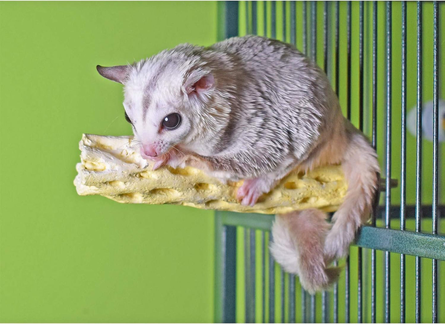 Mineral Perch - Healthy Natural Cage Accessory Toy for Chewing Animals - Squirrels, Chinchillas, Degus, Prairie Dogs, Rats, Hamsters, Mice, Parrots & Other Small Pets