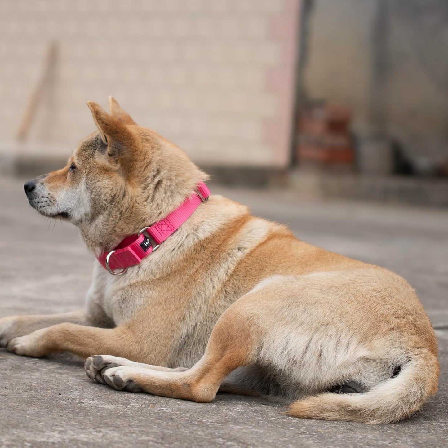 Hyhug Improved Design Nylon Webbing, Cold Water Washing Does Not Fade, Not Polluting Dog Hair, Wear Resistant and Not Prone to Fuzzing. No Slip Training Martingale Collar. (Candy Pink, Small)