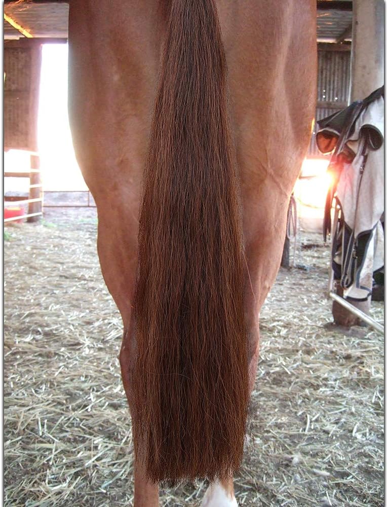 Horse Tail Extensions with Braided Horsehair Loop, Blunt Cut Bottom, 34-36 inches Long and 1 lb Weight (Med Sorrel)