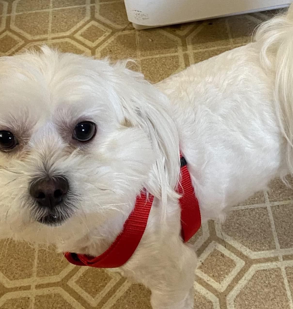 PUPTECK No Pull Dog Harness Soft Adjustable Basic Nylon Step in Puppy Vest Outdoor Walking with ID Tag X-Small Red