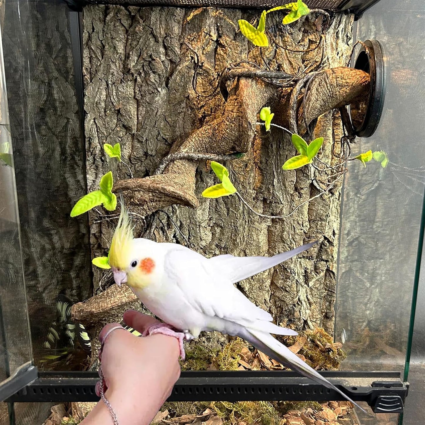 Allazone Natural Cork Perch, Bird Cork Seat Boards, Cork Bark Toy, Parrot Chewing Toy Bird Cork Perch Stand for Bird Budgie Parrot Cockatiel Hamster Guinea Pig Rat (1PCS, 30 x 40cm)