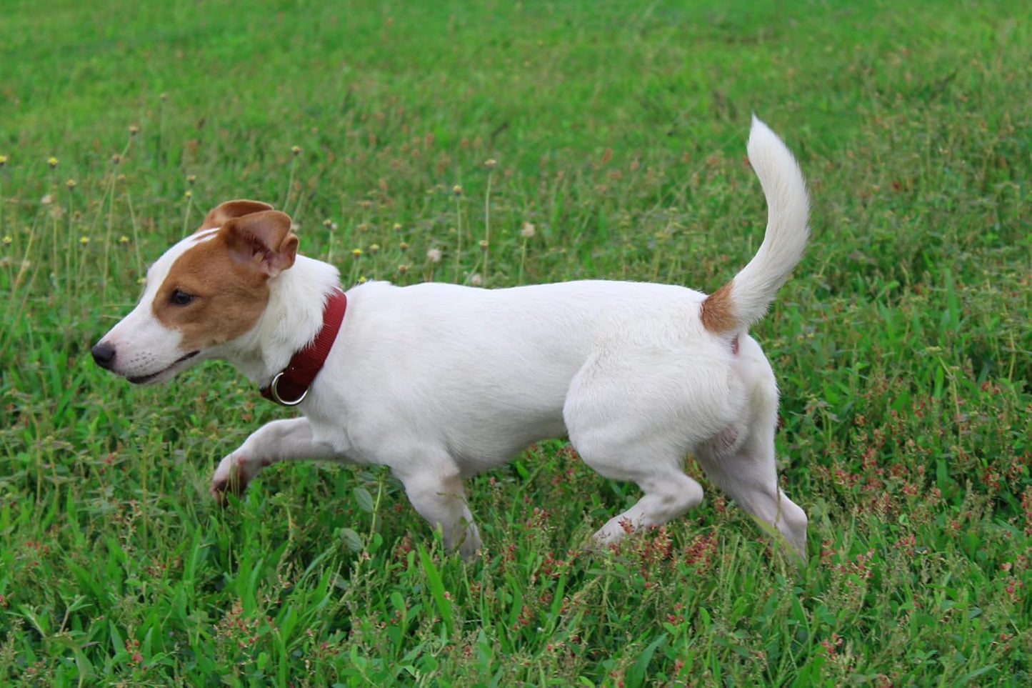 Mikivery Nylon Dog Collar with Quick Release Buckle Soft Adjustable Sturdy for Small Medium Large Dogs Brick,M