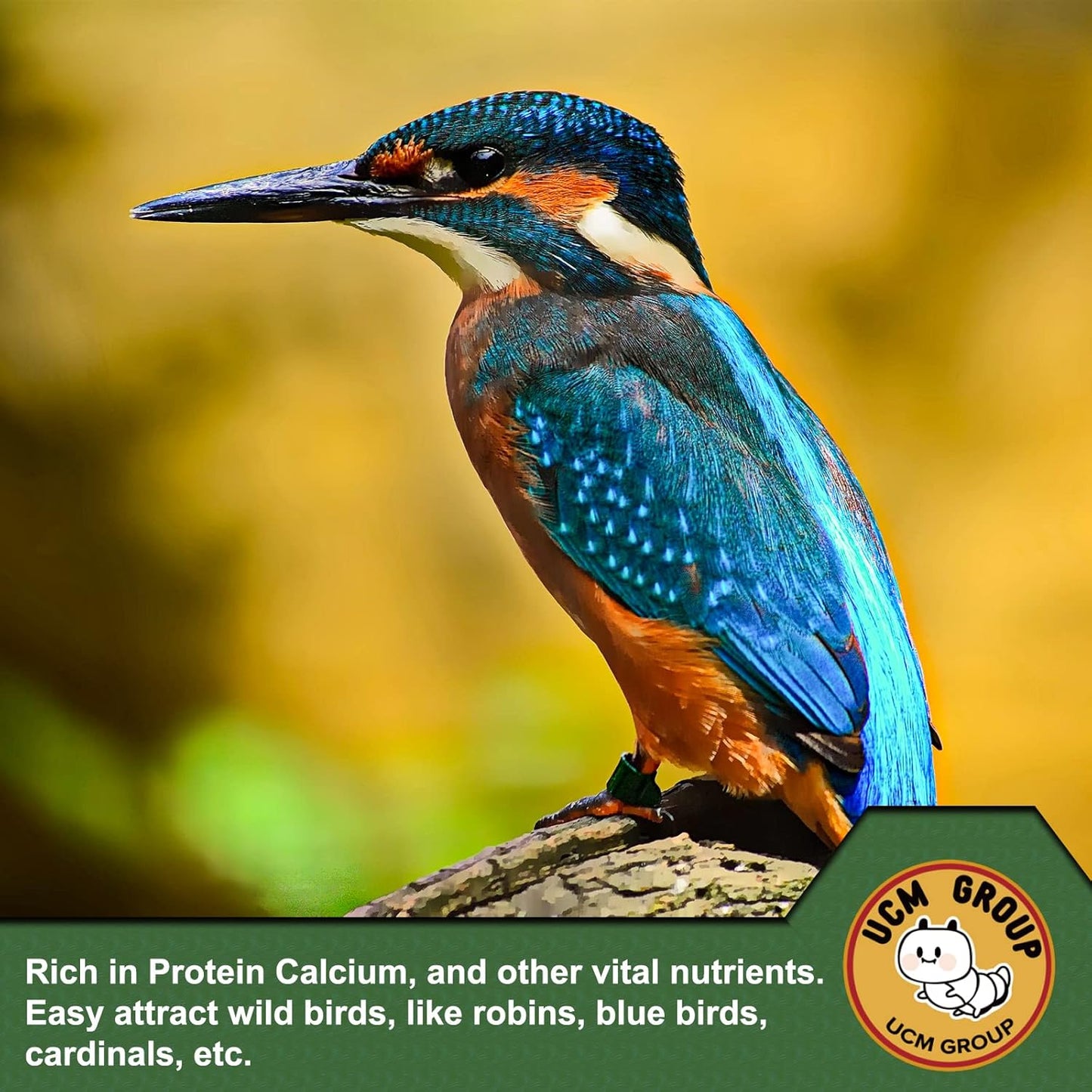 UCM Group 20LB Dried Mealworms for Wild Birds, Chickens, 100% Non-GMO,High Protein, 2 Packs