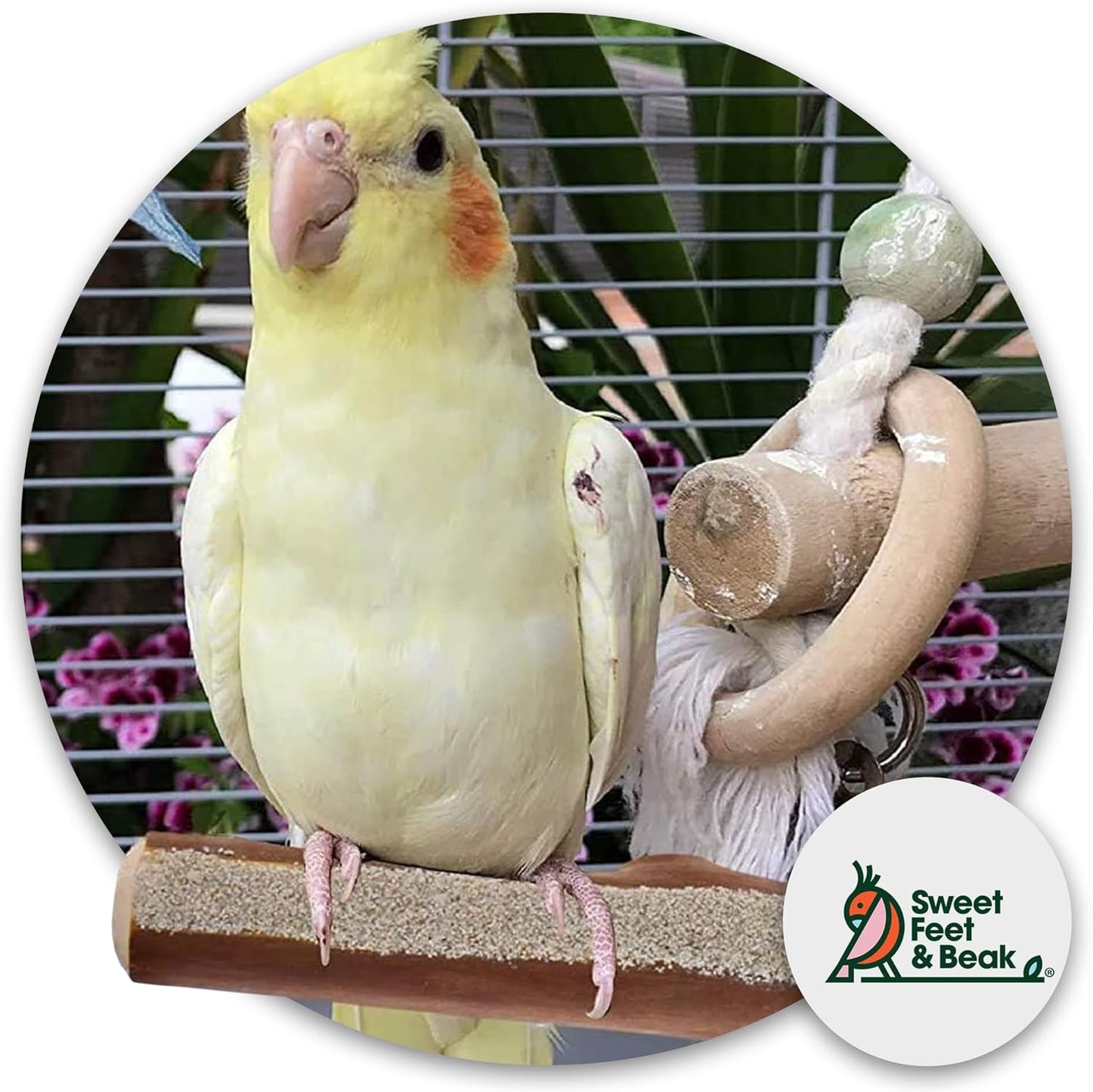 Superoost Manzanita Pumice Pedicure Perch- Easy to Install Bird Cage Accessories for Healthy Feet, Nails and Beak - Natural Bird Perches Imitates Birds' Life in The Wild - M 10"