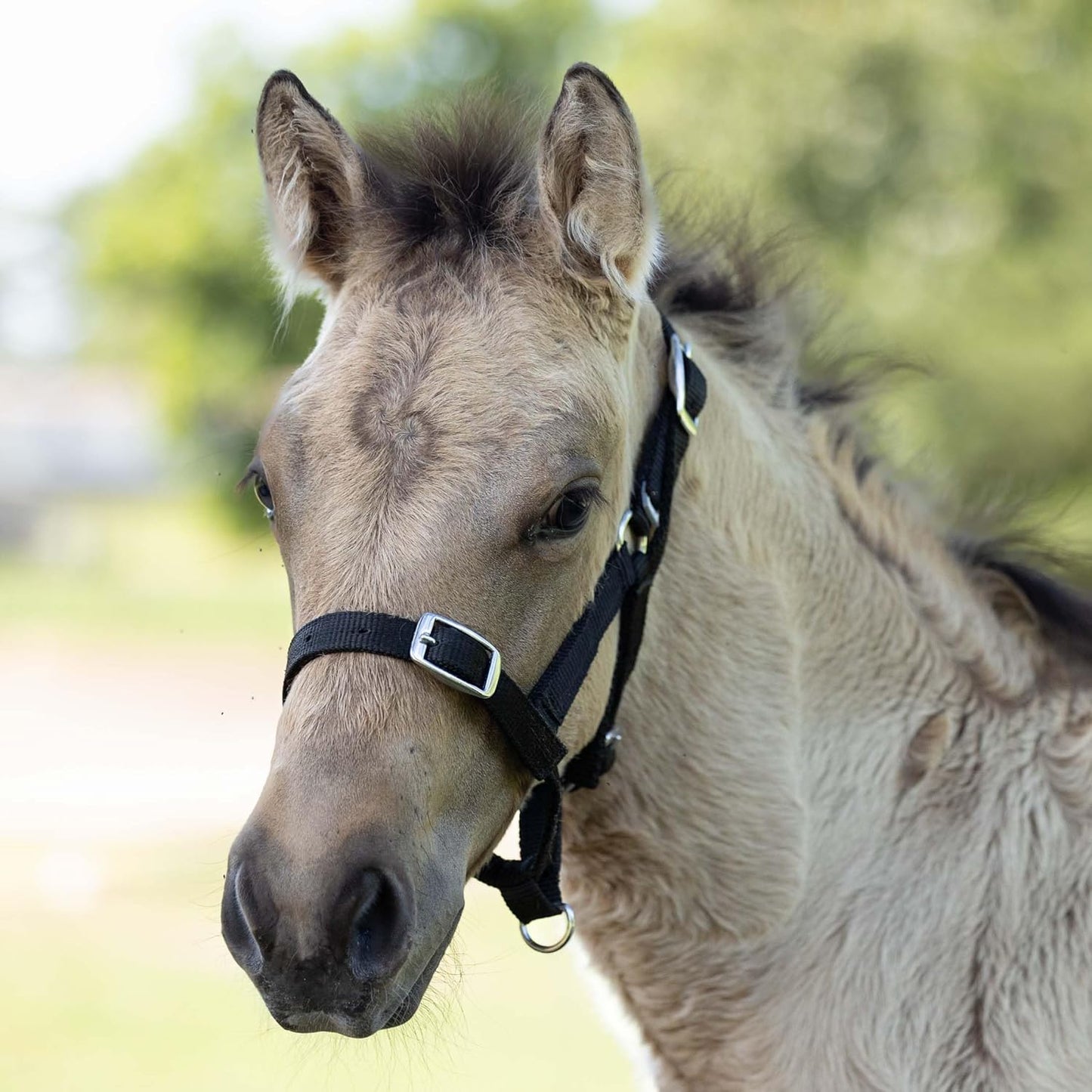 HORZE Adjustable Nylon Horse Halter for Foals, Colts, Fillies, Mini Horse Halter | Comfortable Small Horse Halter with Sturdy Buckles - Black - Foal