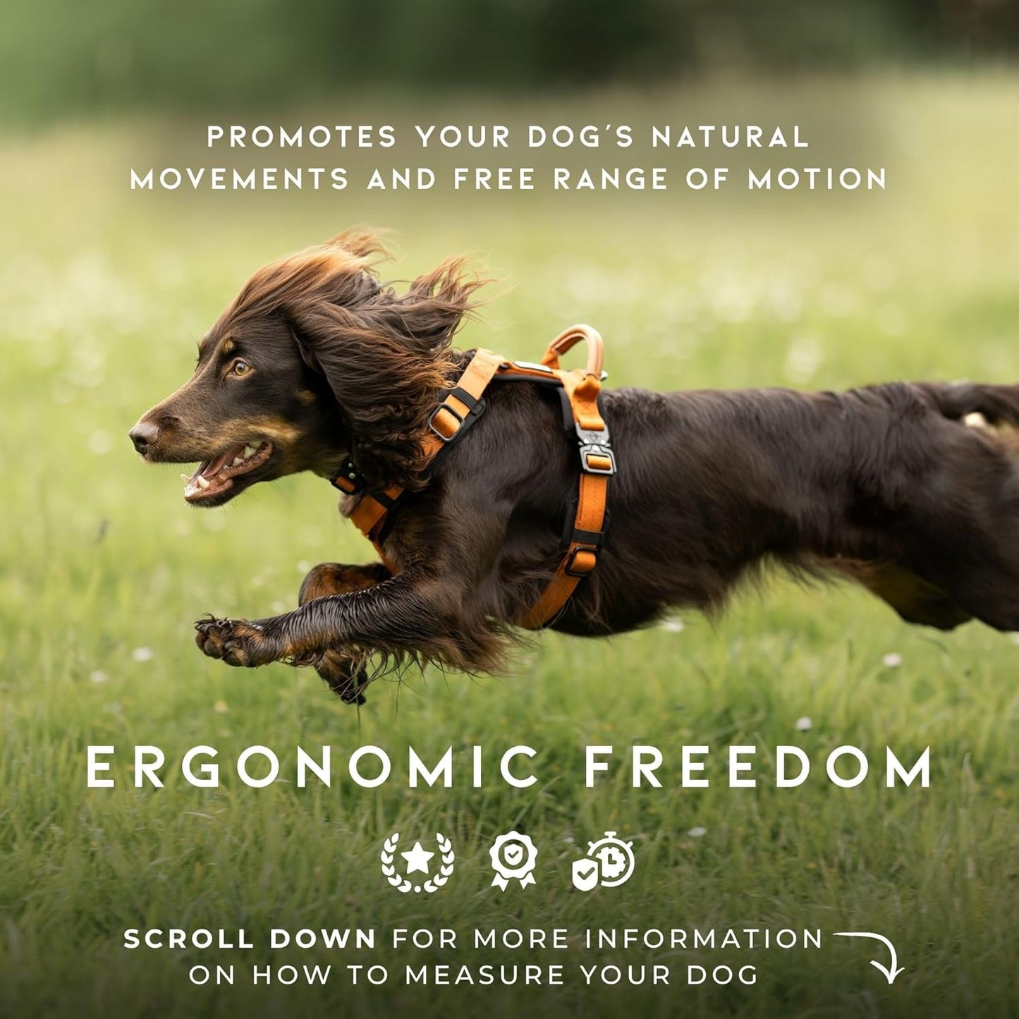 MADE TO ROAM Premium Explorer Harness - Y-Shaped Dog Harness with Adjustable Durable Nylon, Soft Padding, Metal Buckles and Leather Handle for Small, Medium, Large Dogs (Nevada Evening, Size 1)