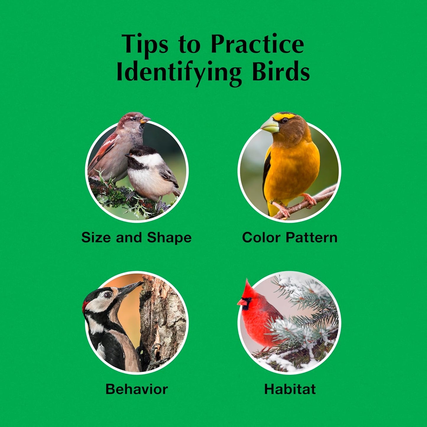 C&S Cranberry Delight No Melt Suet Dough 11.75 Ounces 8 Pack